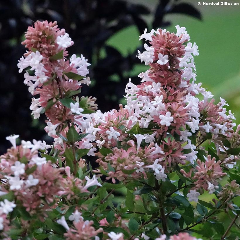 Abelia chinensis Autumn Festival (Flowering)