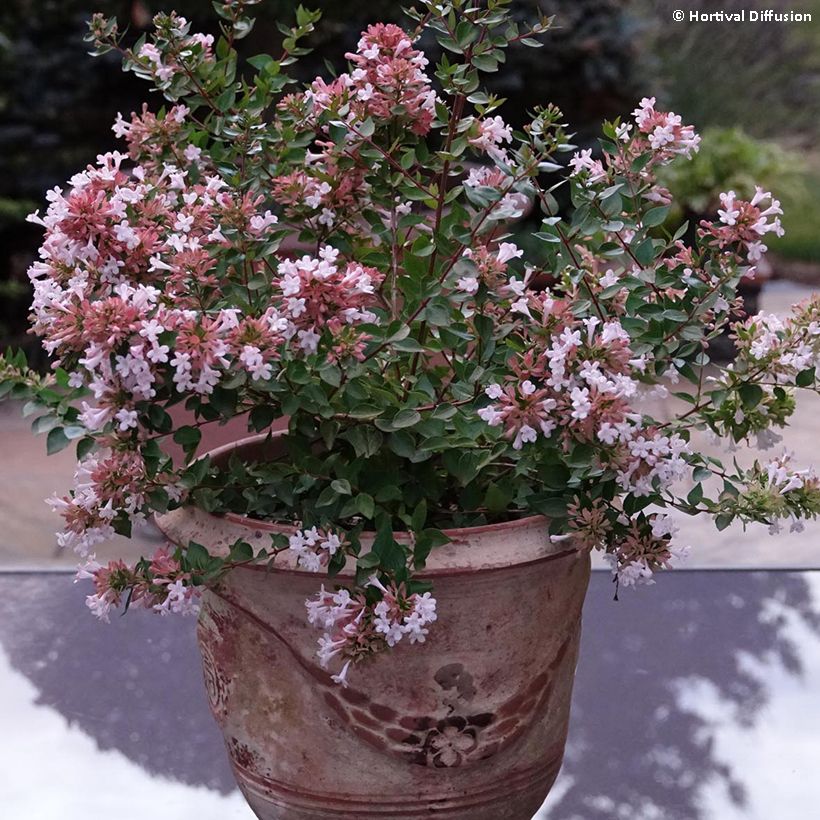 Abelia chinensis Autumn Festival (Plant habit)