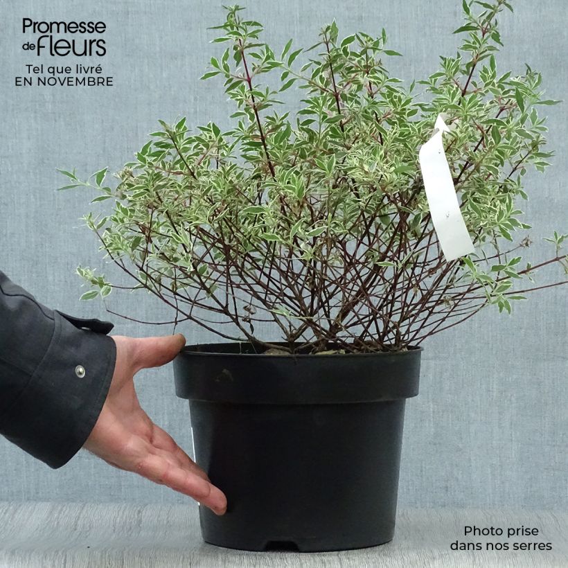 Abelia x grandiflora Confetti 3L/4L pot sample as delivered in autumn