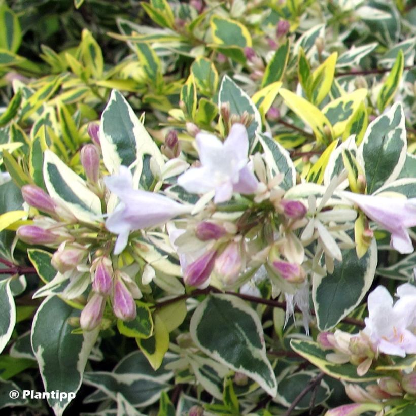 Abelia grandiflora Hopleys (Flowering)