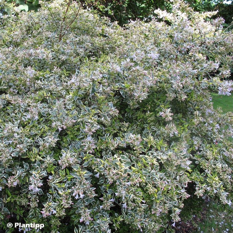 Abelia grandiflora Hopleys (Plant habit)