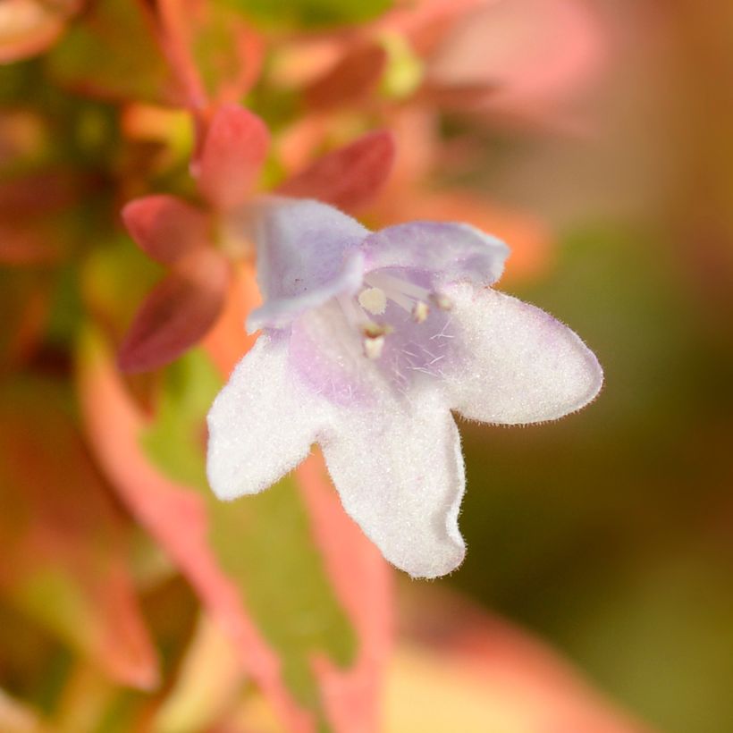 Abelia x grandiflora Kaleidoscope (Flowering)