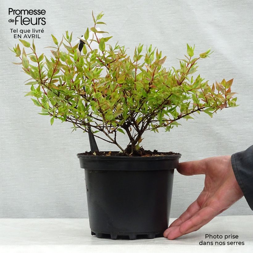 Abelia x grandiflora Kaleidoscope 2L/3L potShipped height around 20/30cm sample as delivered in spring