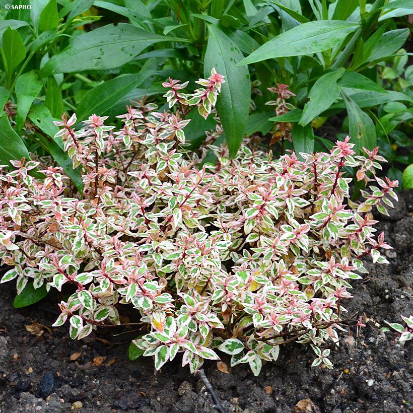 Abelia grandiflora Pink Lady - Abélia à grandes fleurs (Plant habit)