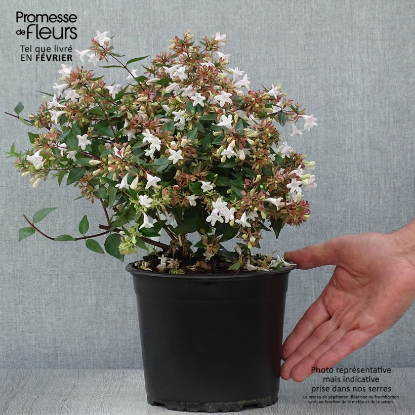 Abelia grandiflora - Pot de 2L/3L sample as delivered in autumn