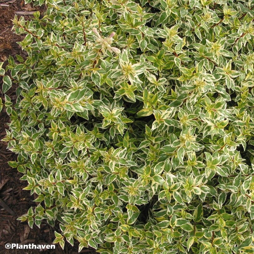Abelia grandiflora Radiance (Plant habit)