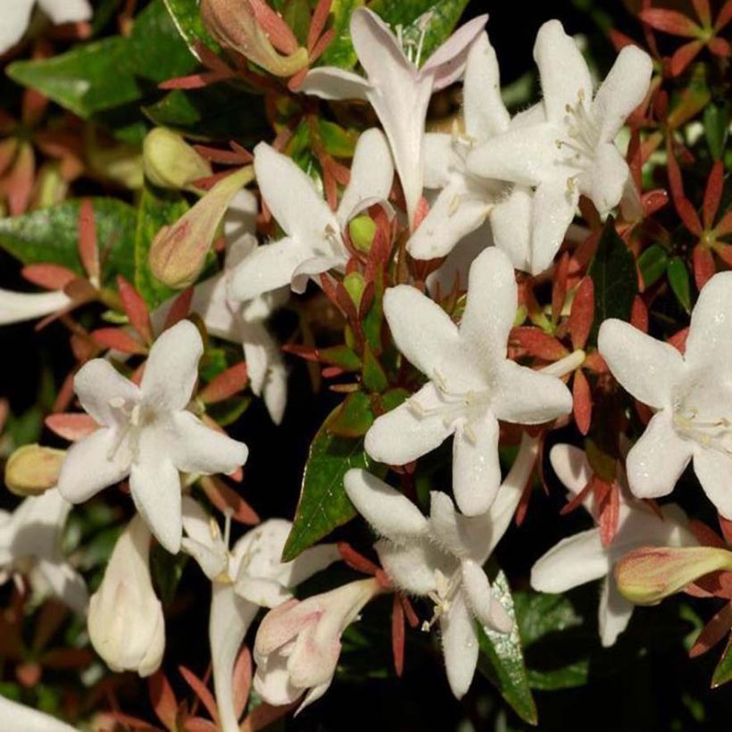 Abelia grandiflora Sherwood (Flowering)