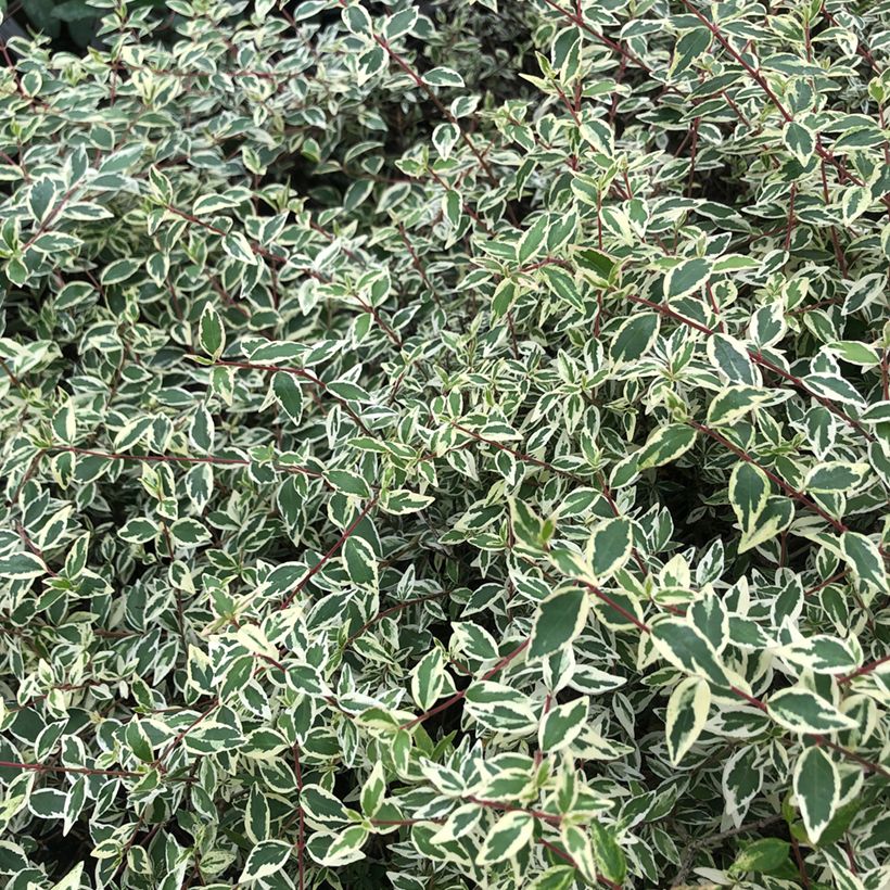 Abelia grandiflora Sparkling Silver (Foliage)