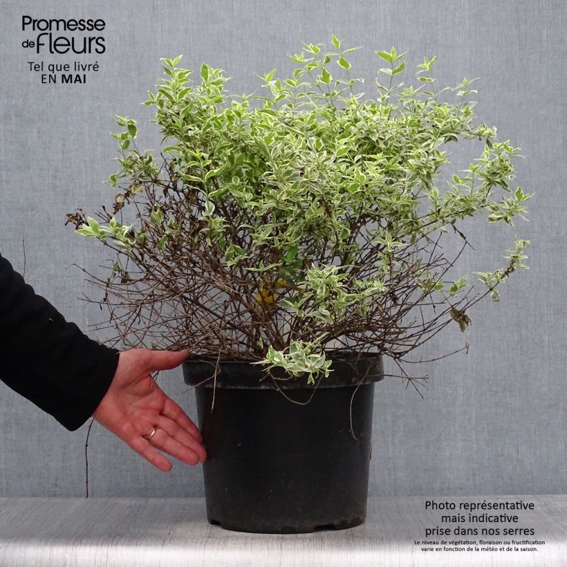 Abelia grandiflora Sparkling Silver en pot de 7,5L/10L sample as delivered in spring