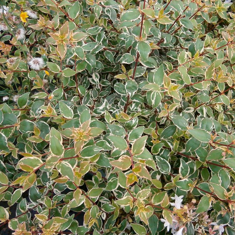 Abelia (x) grandiflora Steredenn 'Levabes' (Foliage)