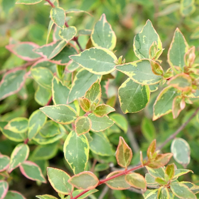 Abelia x grandiflora Sunshine Daydream 'Abelops' (Foliage)