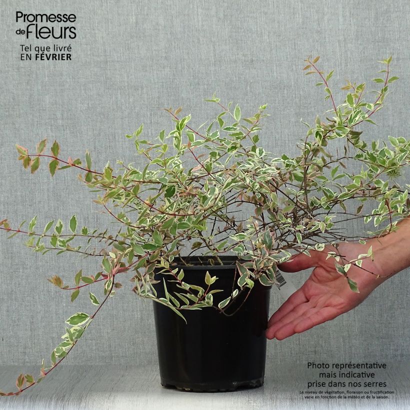 Abelia grandiflora Tricolor Charm 3L/4L pot sample as delivered in autumn