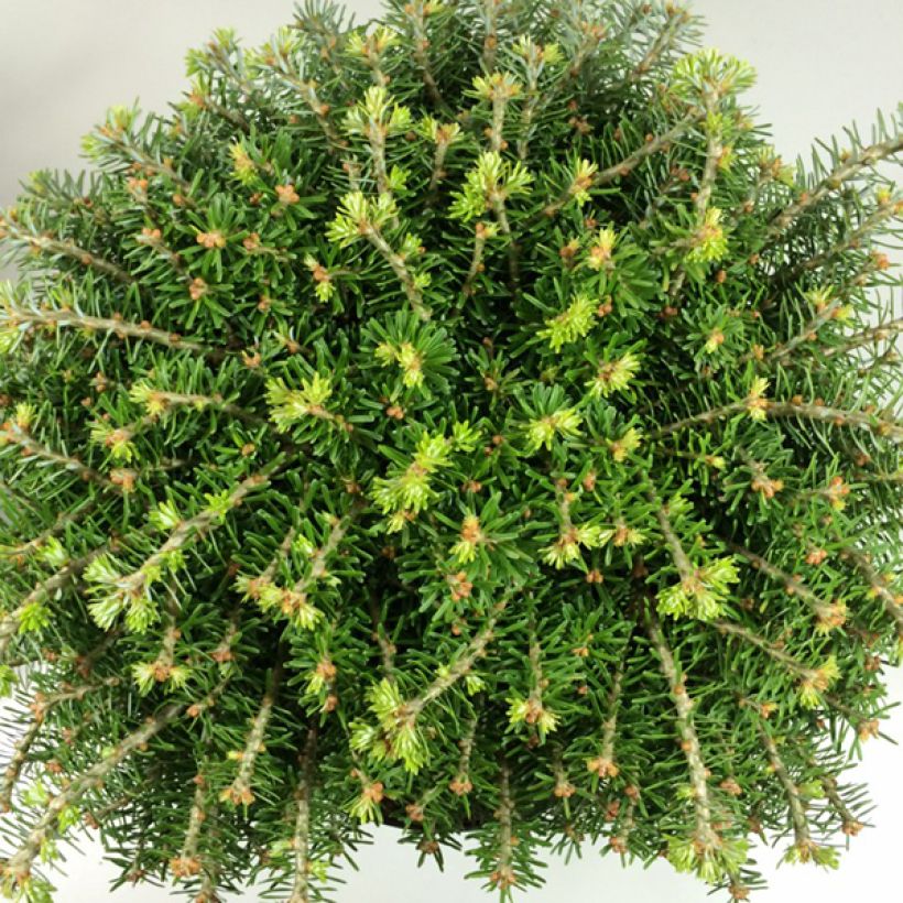 Abies koreana Nadelkissen - Korean Fir (Foliage)