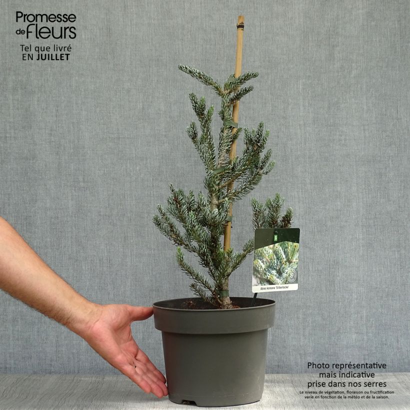 Abies koreana Silberlocke - Korean Fir 4L/5L pot sample as delivered in summer