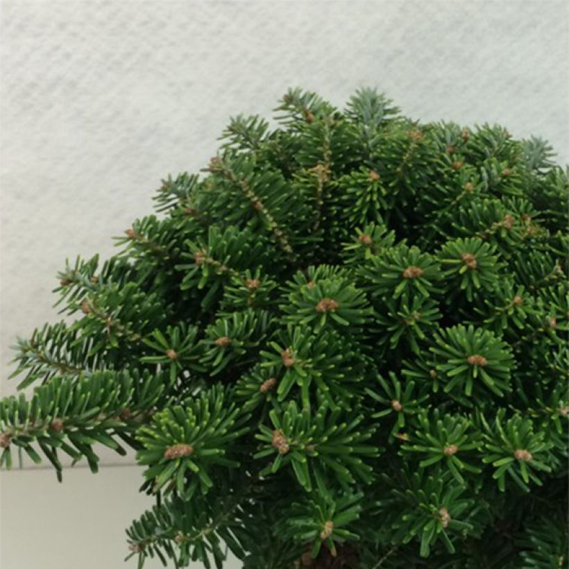 Abies koreana Tundra - Korean Fir (Plant habit)