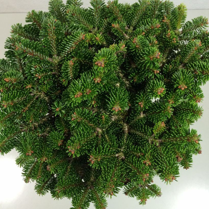 Abies nordmanniana subsp. nordmanniana Münsterland - Fir (Foliage)