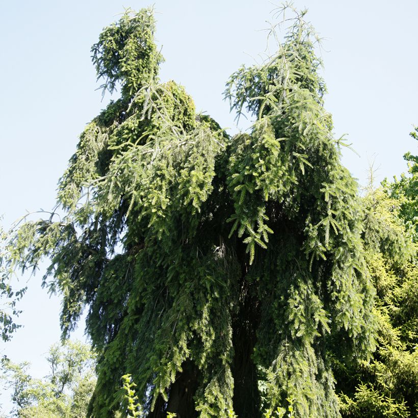 Abies nordmanniana Pendula - Nordmann Fir (Plant habit)