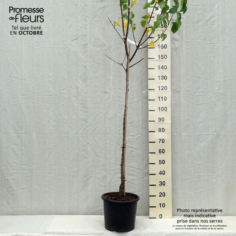 Abricotier Bergeron - demi-tige en pot de 10L sample as delivered in autumn