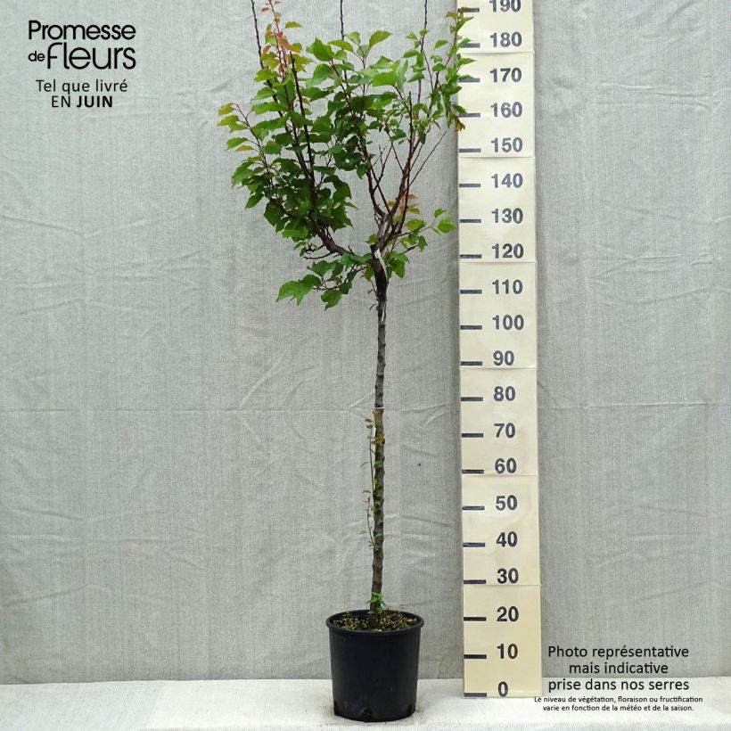 Prunus armeniaca Hargrand - Apricot Tree sample as delivered in spring