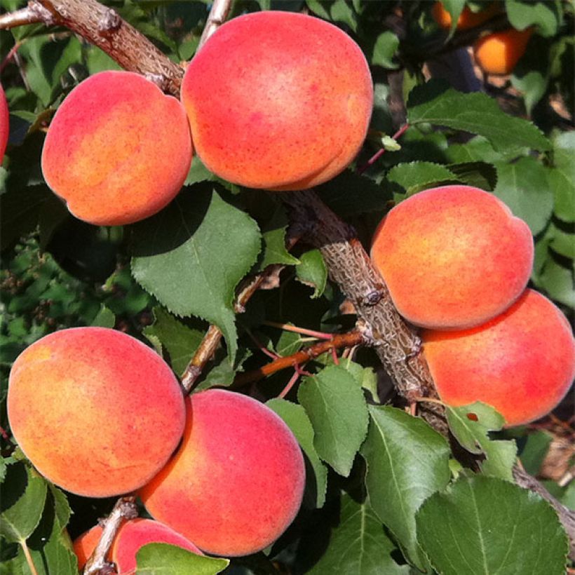 Prunus armeniaca Orange Summer - Apricot Tree (Harvest)