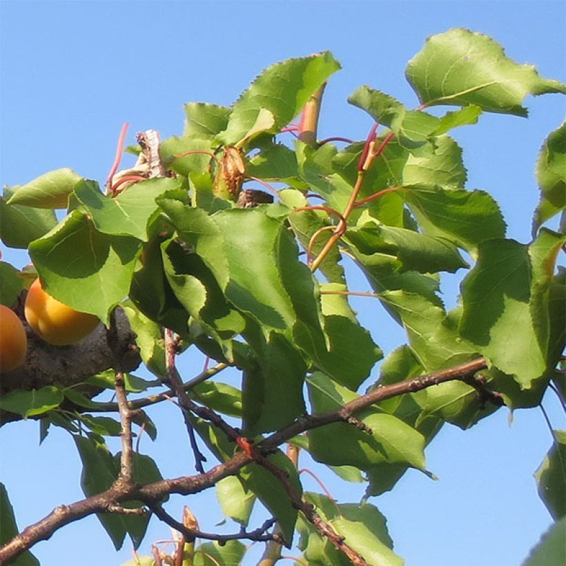 Prunus armeniaca Petit Muscat - Apricot Tree (Foliage)