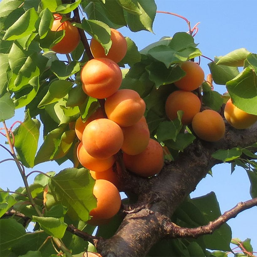 Prunus armeniaca Petit Muscat - Apricot Tree (Harvest)