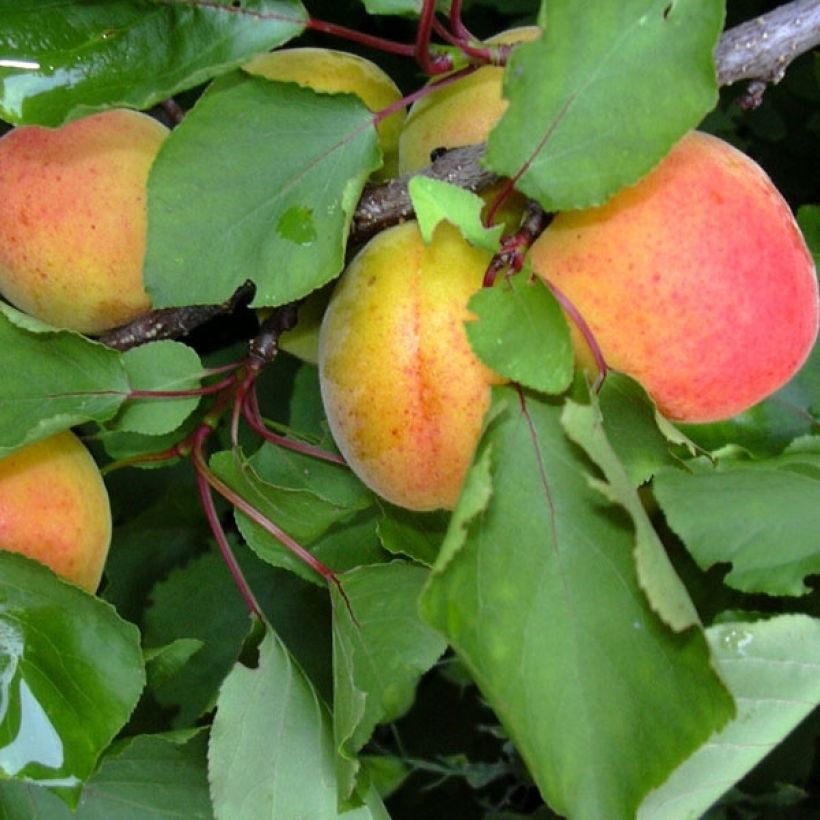 Prunus armeniaca Polonais - Organic Apricot Tree (Harvest)