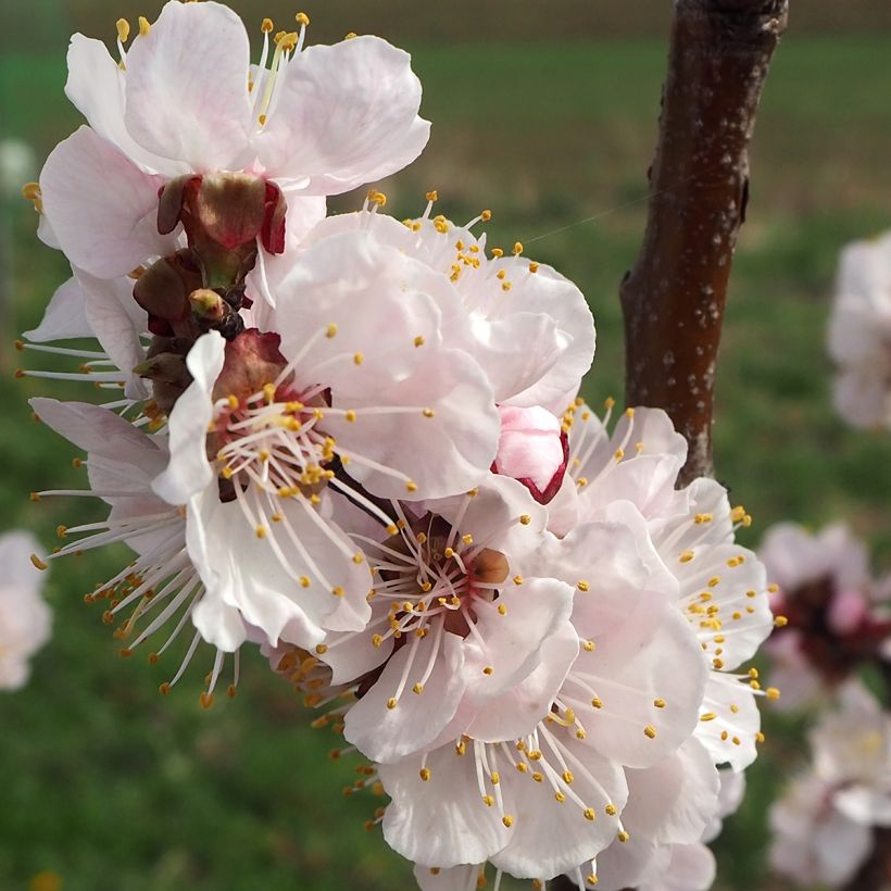 Prunus armeniaca Harcot - Apricot Tree (Flowering)