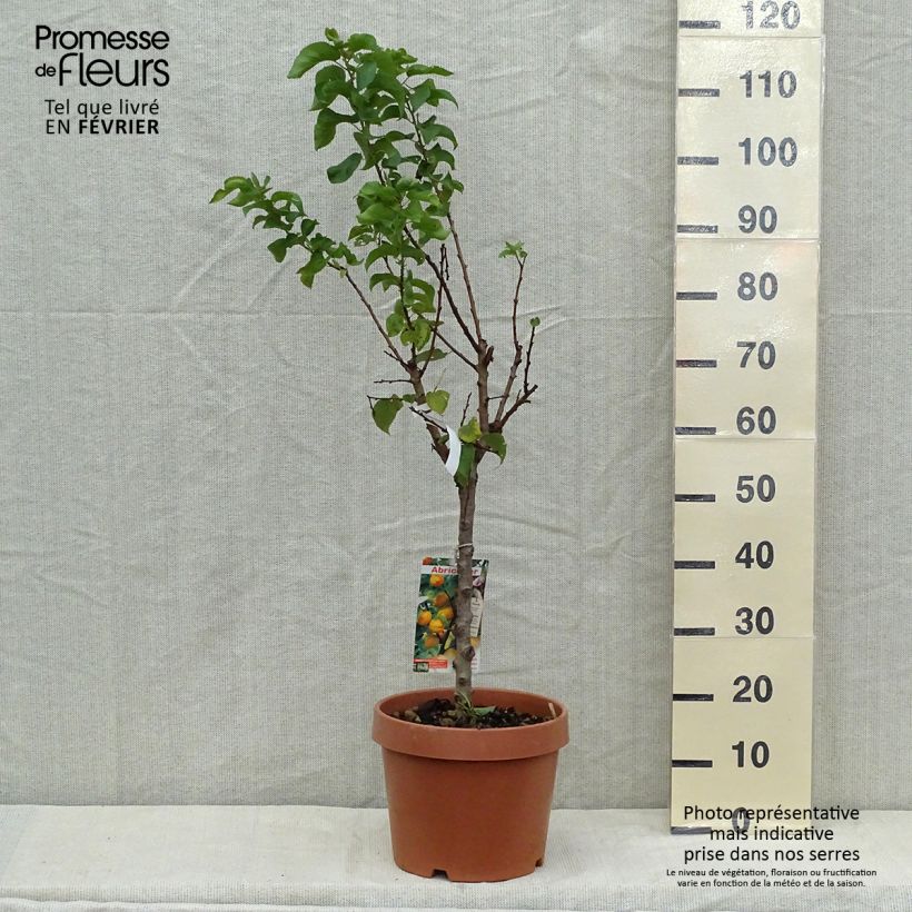 Abricotier - Prunus armeniaca Nanum Pot de 7,5L/10L sample as delivered in autumn