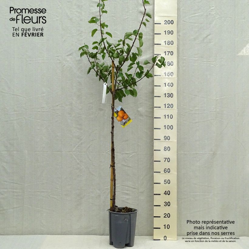 Abricotier - Prunus armeniaca Peche Nancy Demi-tige en pot de 7,5l/10l sample as delivered in autumn