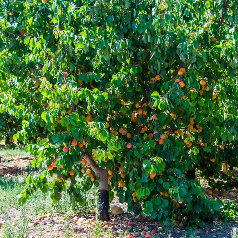 Prunus armeniaca Late Naked Bordaneil - Apricot Tree (Plant habit)