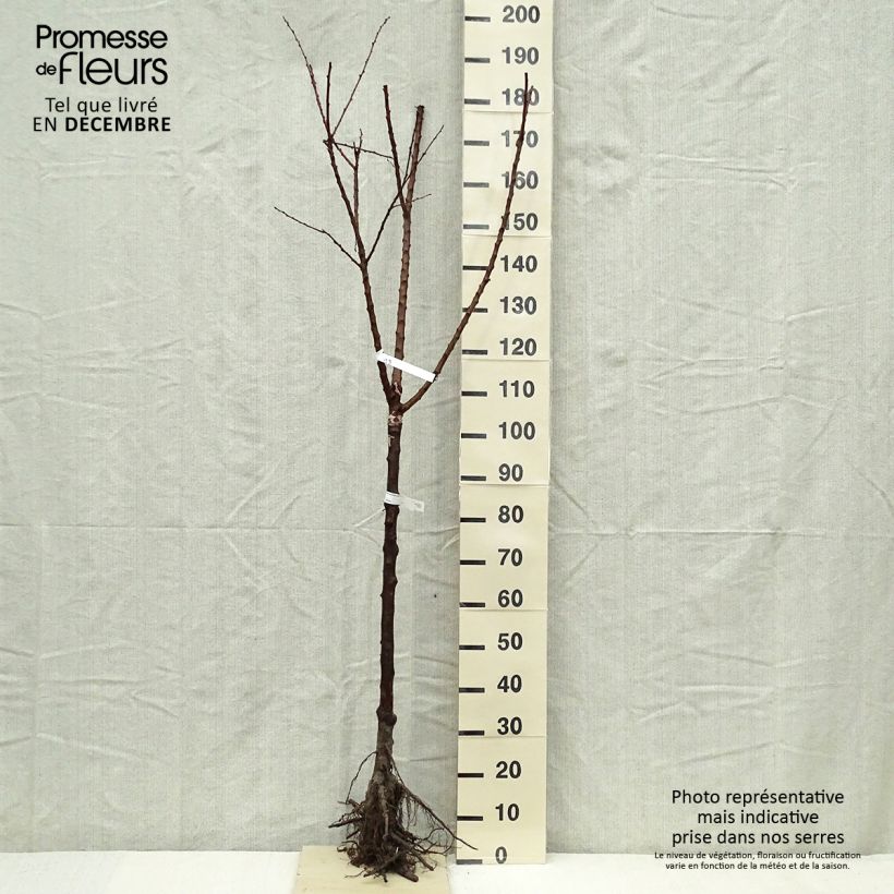 Prunus armeniaca Rouge du Roussillon - Georges Delbard sample as delivered in winter