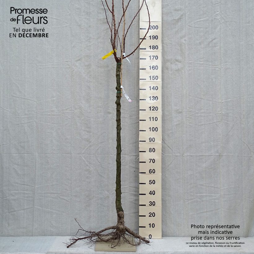 Prunus armeniaca Royal - Apricot Tree sample as delivered in winter