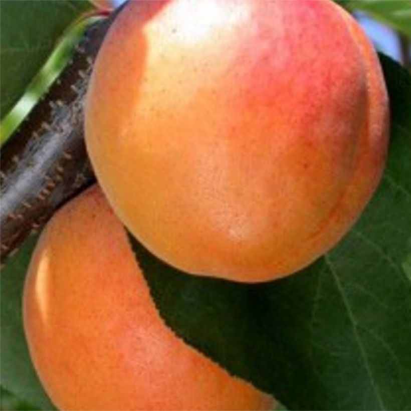Prunus armeniaca Tardif de Tain Apricot Tree (Harvest)