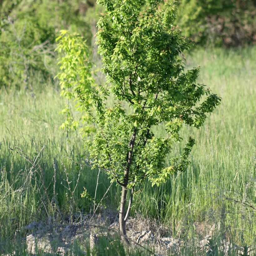 Prunus armeniaca Fruit Me Apricot Me Pending - Apricot Tree (Plant habit)
