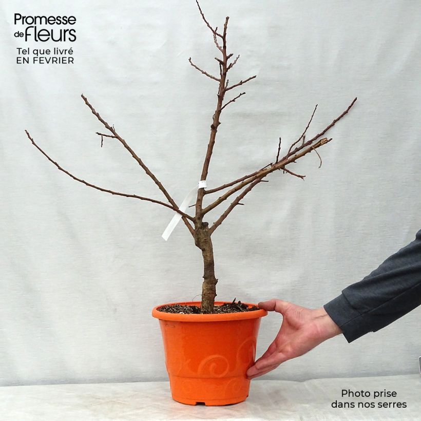 Prunus armeniaca Garden Aprigold - Apricot Tree sample as delivered in winter