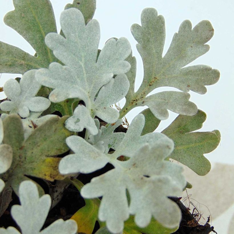 Artemisia stelleriana Boughton Silver (Foliage)