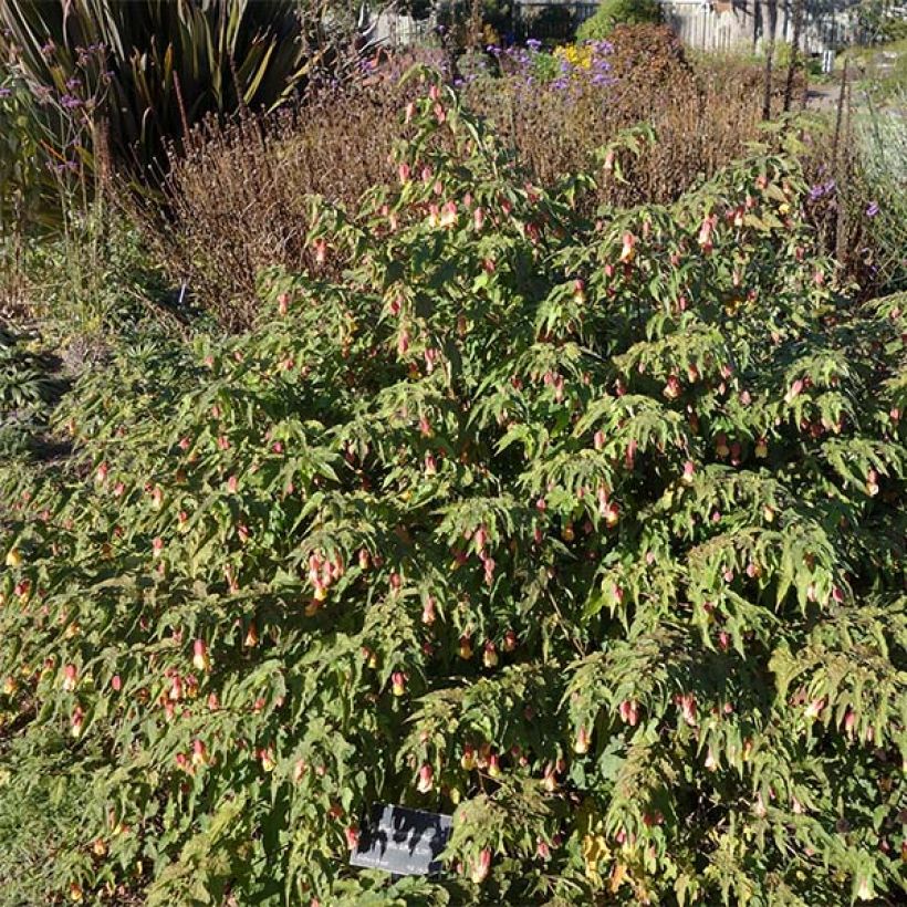 Abutilon  megapotamicum  (Plant habit)