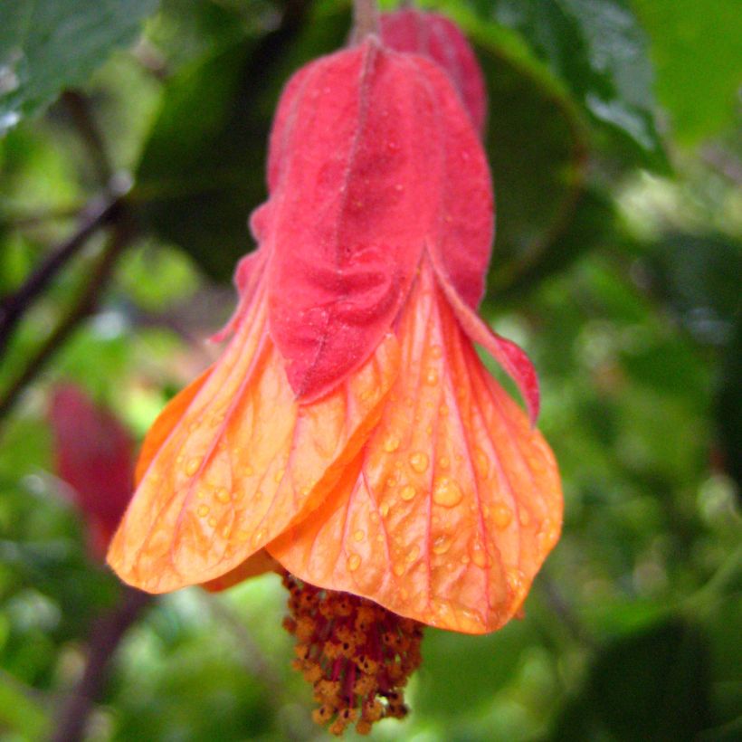 Abutilon Patrick Synge (Flowering)