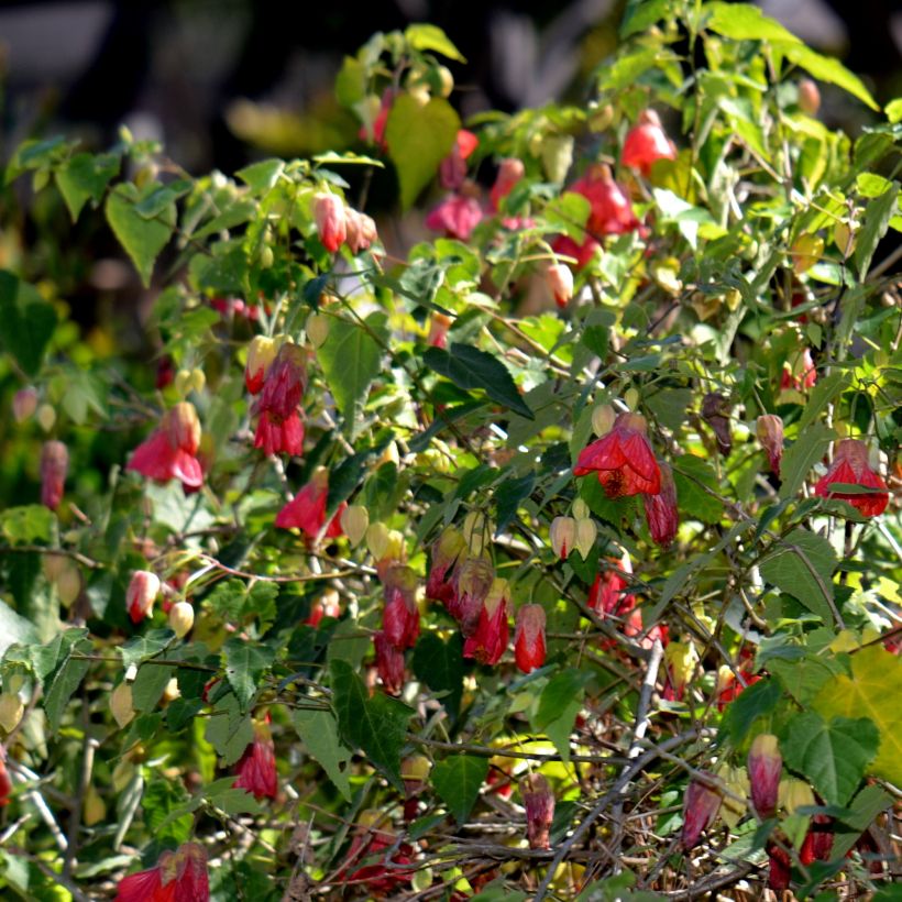 Abutilon Patrick Synge (Plant habit)