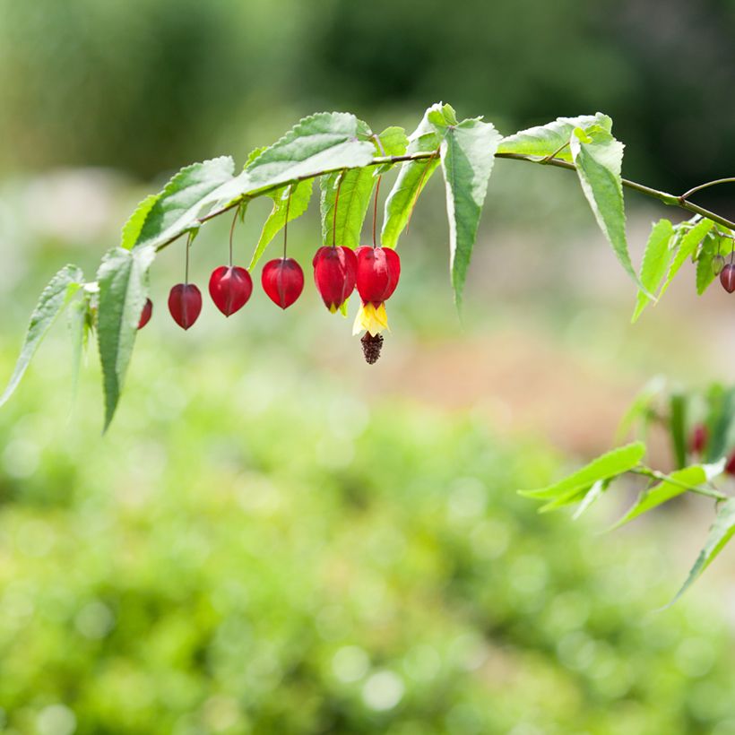 Abutilon  megapotamicum  (Flowering)