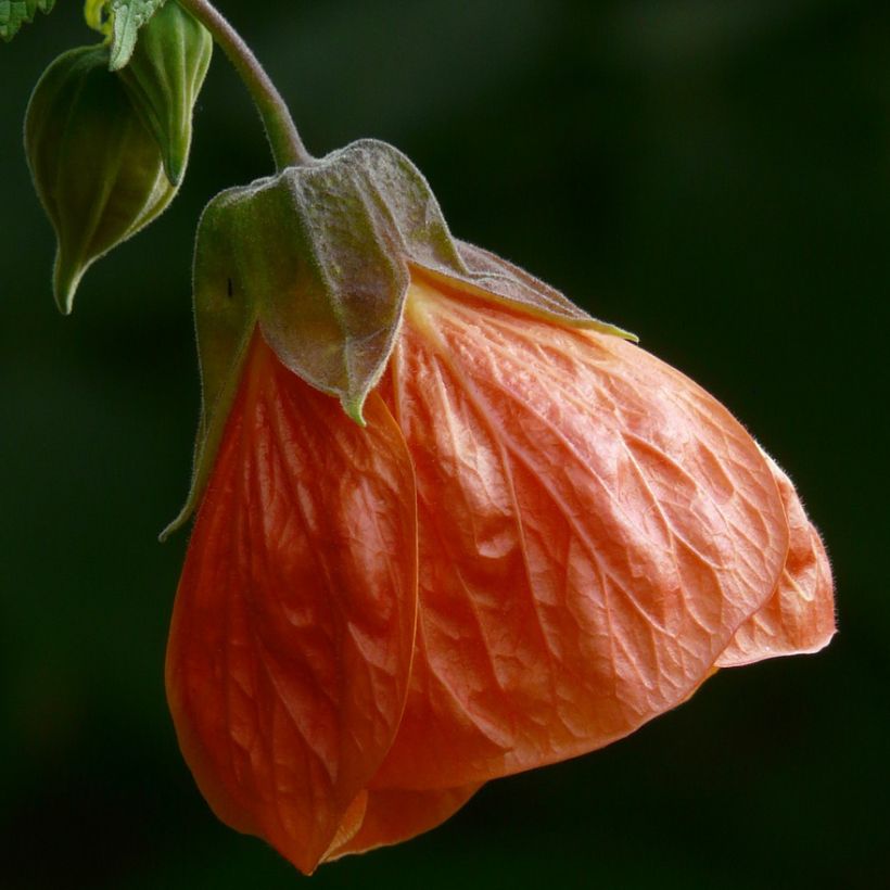 Abutilon pictum Thompsoni (Flowering)