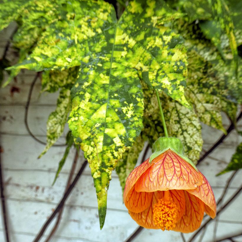 Abutilon pictum Thompsoni (Foliage)