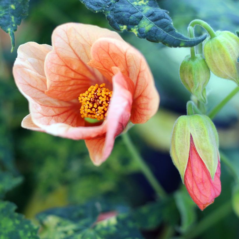 Abutilon pictum Thompsoni (Flowering)