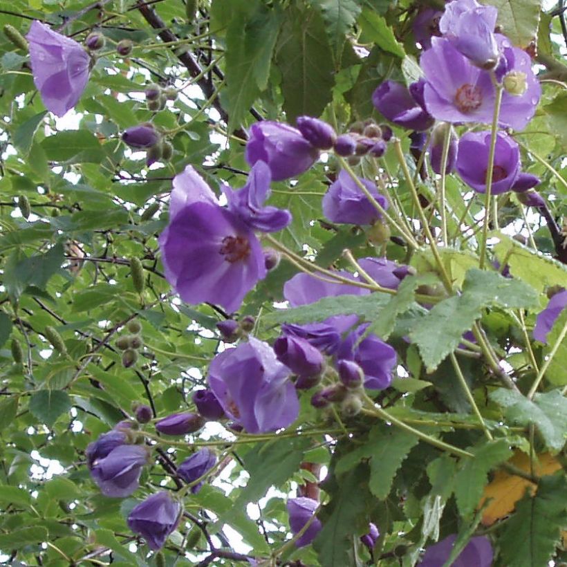 Abutilon vitifolium (Flowering)