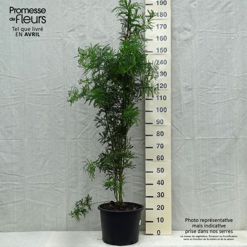 Acacia baileyana - Mimosa de Bailey  - Pot de 10L sample as delivered in spring