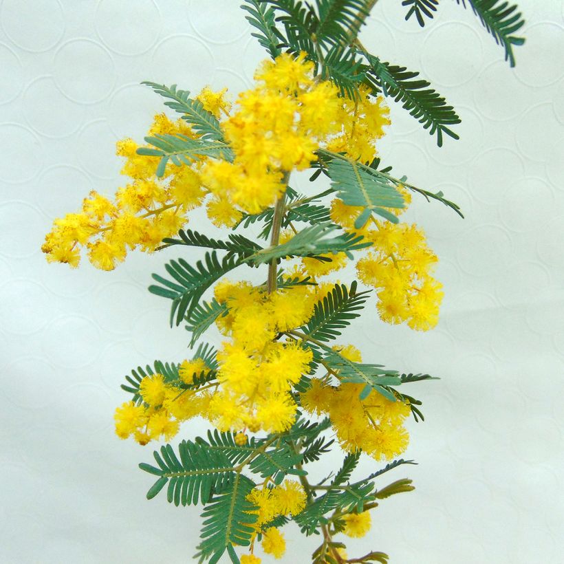 Acacia baileyana Purpurea (Flowering)