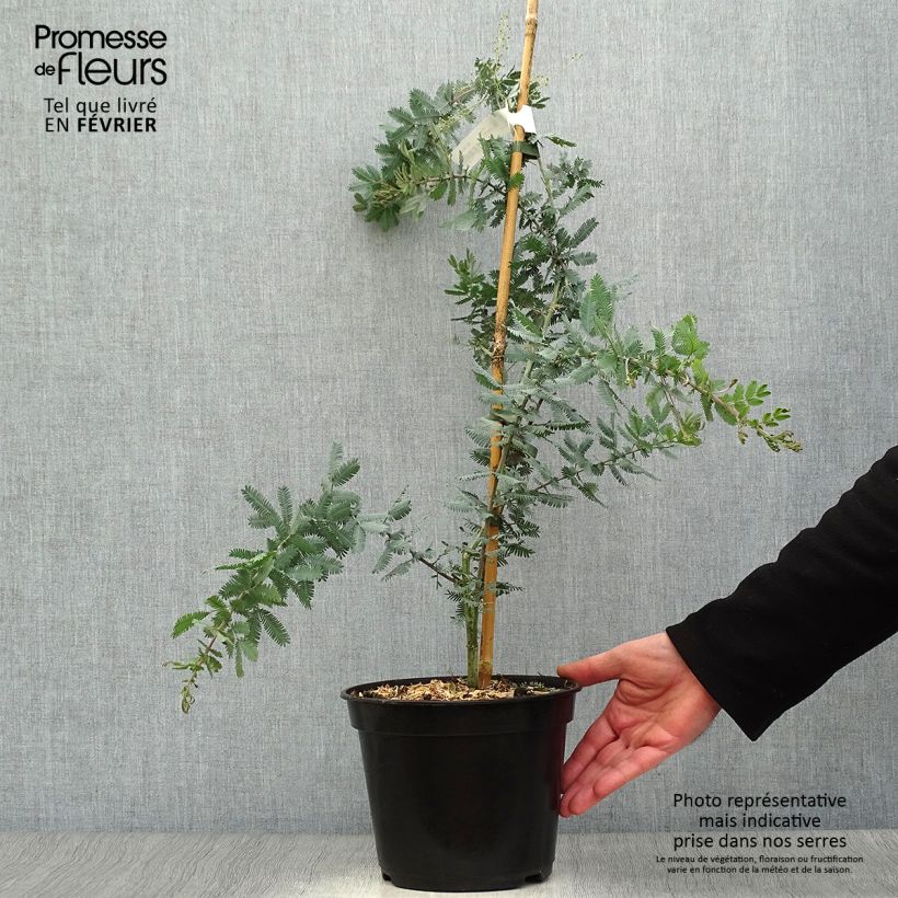Acacia baileyana Purpurea sample as delivered in winter