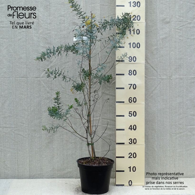 Acacia baileyana Songlines sample as delivered in spring