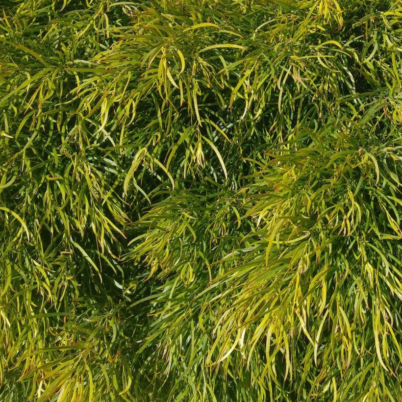 Acacia cognata Limelight (Foliage)